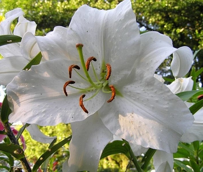 Лилия восточная "Касабланка"