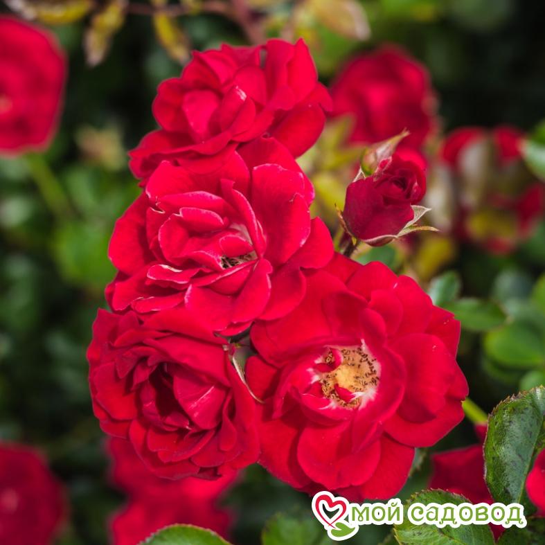 Роза Хеллоу