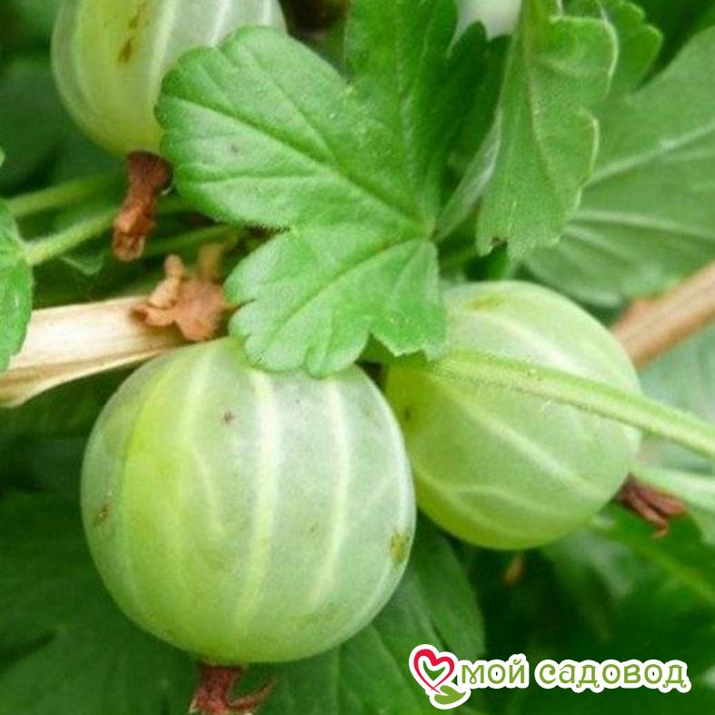 Крыжовник Уральский бесшипный