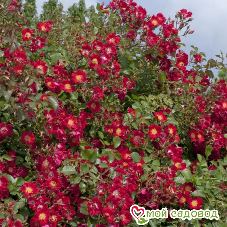 Роза Руж Мейяндекор