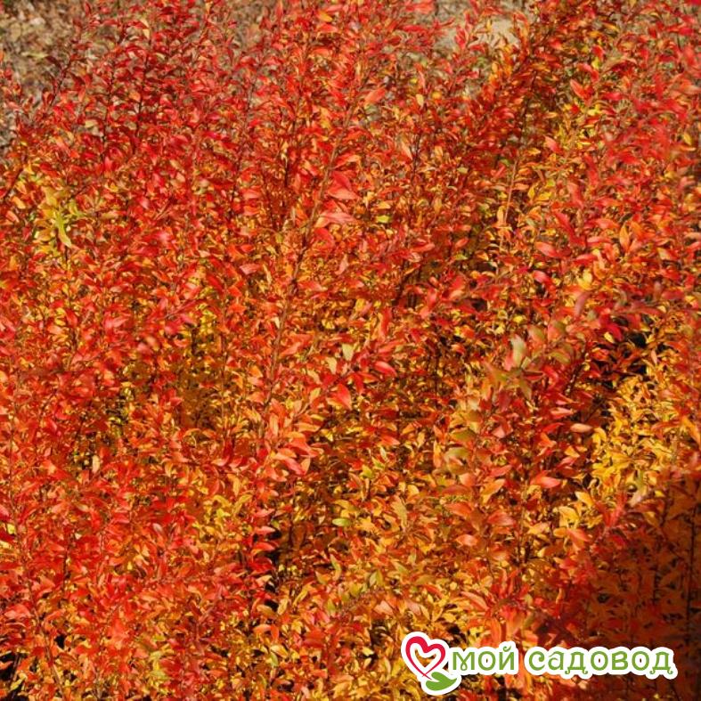 Спирея Тунберга "Фуджино Пинк"