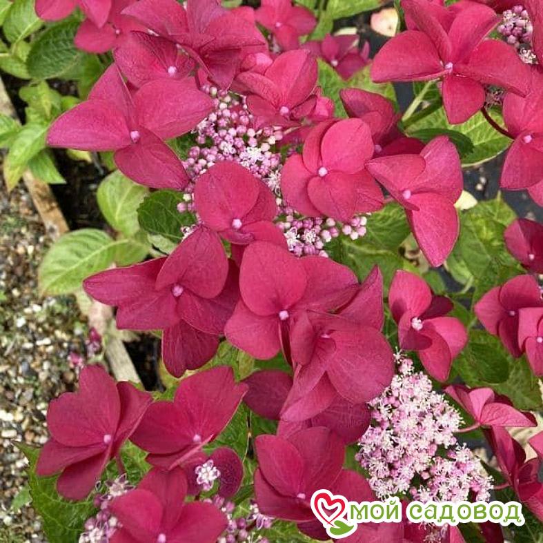 Гортензия крупнолистная Роткелхен ЗКС