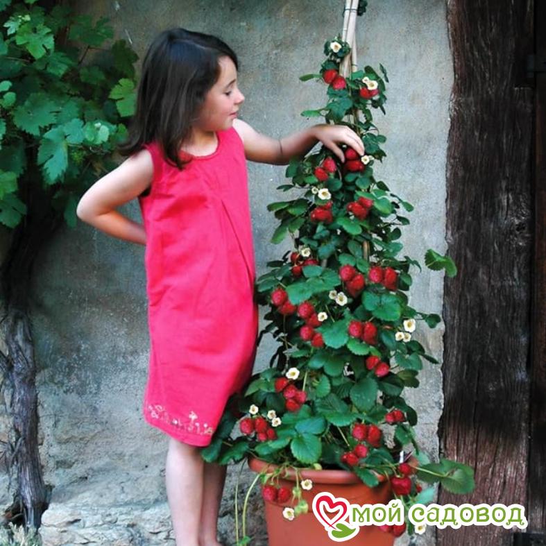 Клубника ремонтантная (крупноплодная) Вьющаяся