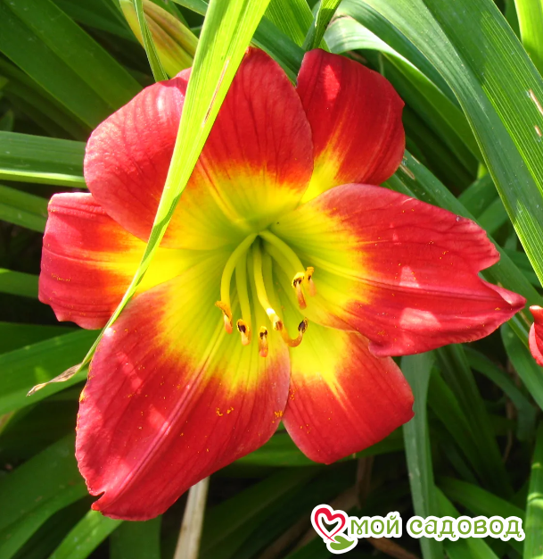 Лилейник Кристмас Из